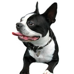Isolated Smiling Boston Terrier with curled tongue.